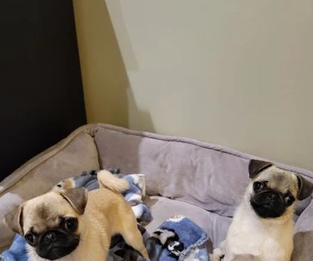 Southeastern Veterinary Specialty Center