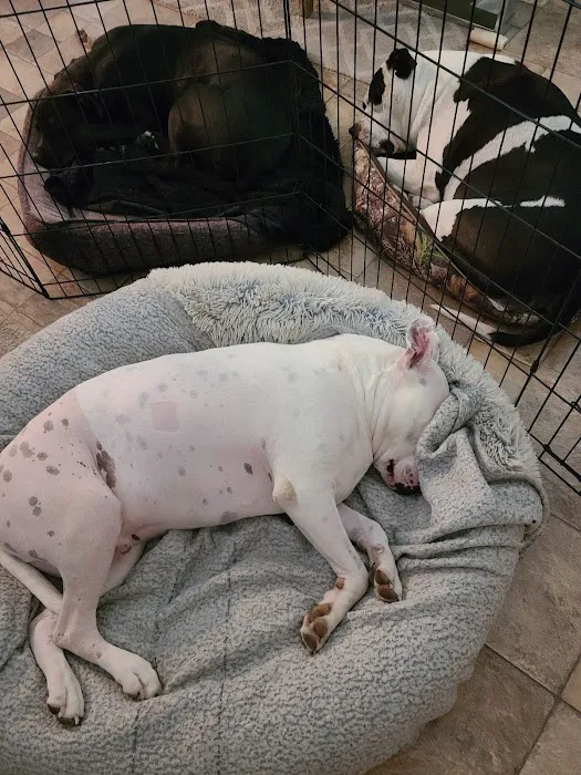 Southeastern Veterinary Specialty Center Picture 4