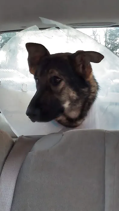 Southeastern Veterinary Specialty Center Picture 3