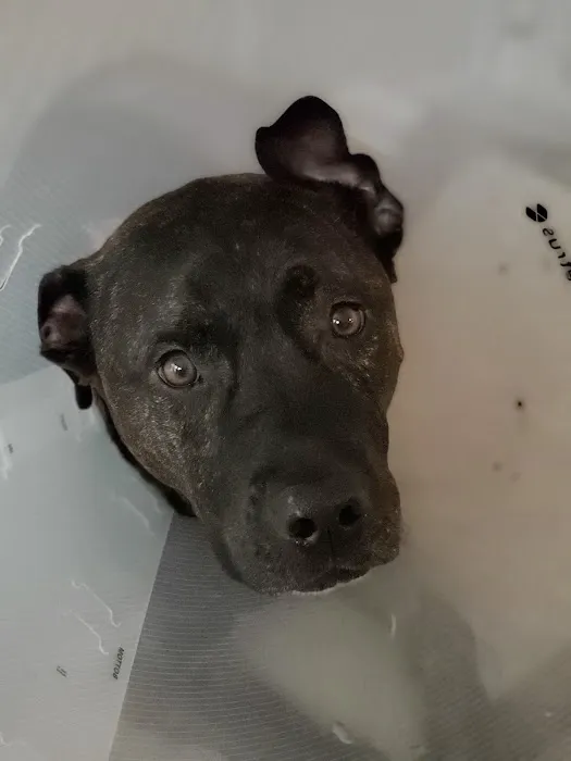 Southeastern Veterinary Specialty Center Picture 7