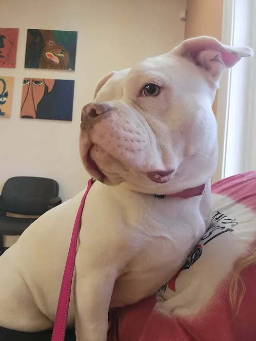 Affordable Veterinary Services Picture 3