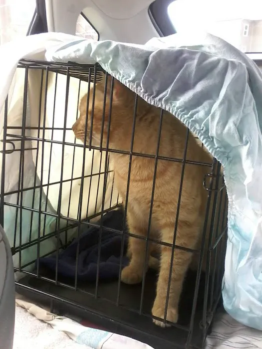 Affordable Veterinary Services Picture 1