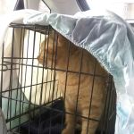 Affordable Veterinary Services