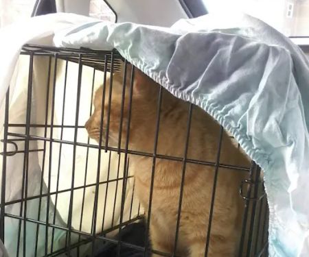 Affordable Veterinary Services