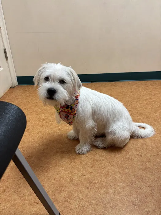 Affordable Veterinary Services Picture 5