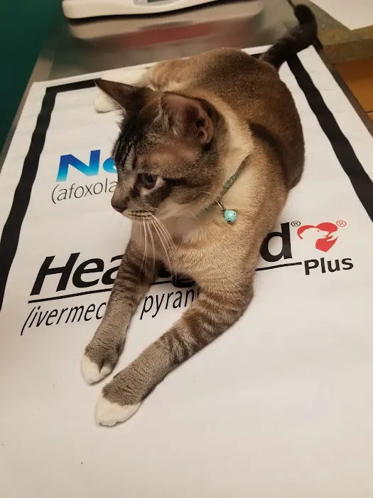 Affordable Veterinary Services Picture 2