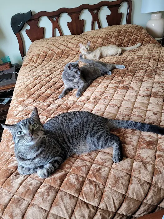 Affordable Veterinary Services Picture 6