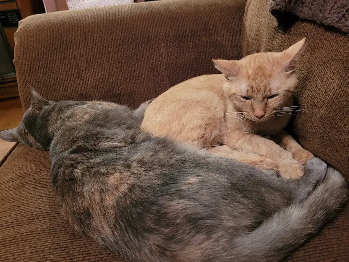 Affordable Veterinary Services Picture 8