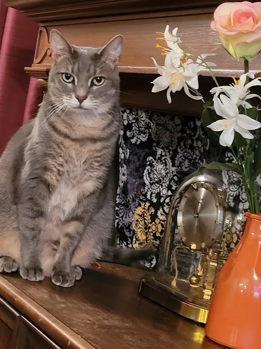 Affordable Veterinary Services Picture 9