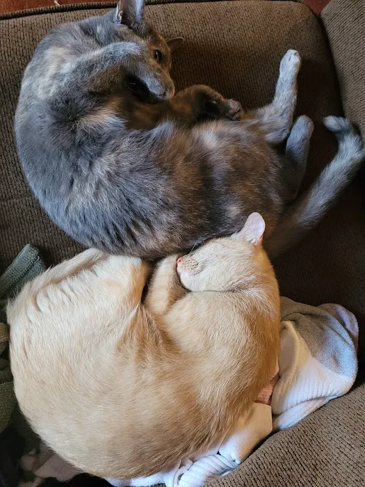 Affordable Veterinary Services Picture 7