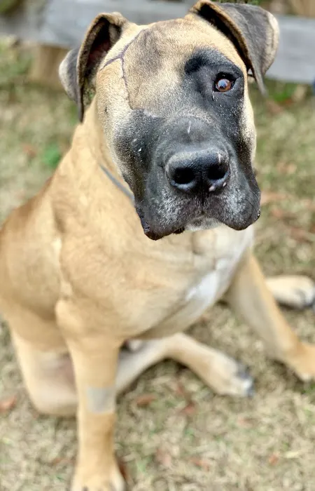 Affordable Veterinary Services Picture 10