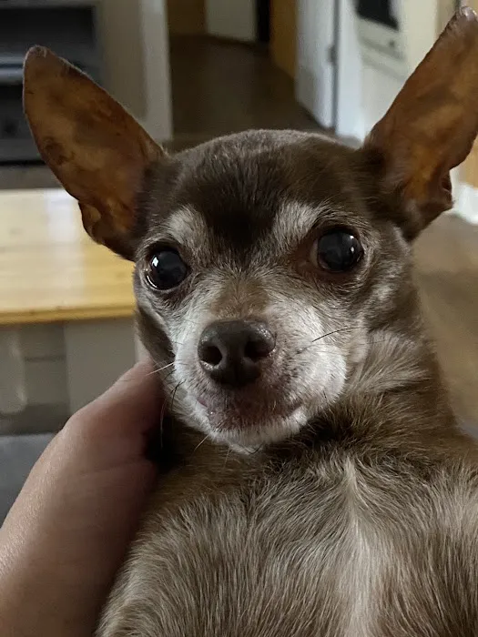 Rivertown Veterinary Emergency - After Hours Animal Clinic Picture 1