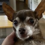 Rivertown Veterinary Emergency - After Hours Animal Clinic