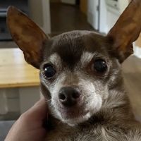 Rivertown Veterinary Emergency - After Hours Animal Clinic ico