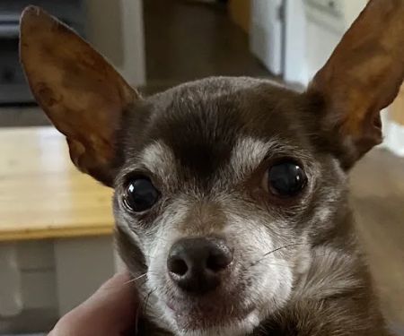 Rivertown Veterinary Emergency - After Hours Animal Clinic