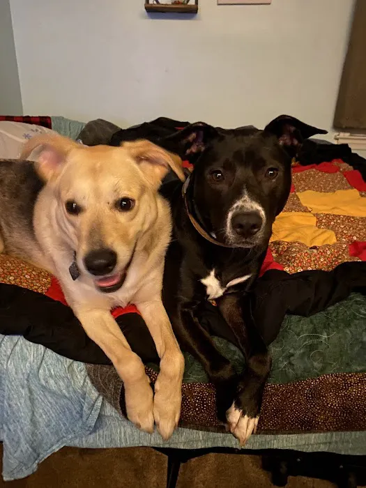 Rivertown Veterinary Emergency - After Hours Animal Clinic Picture 2