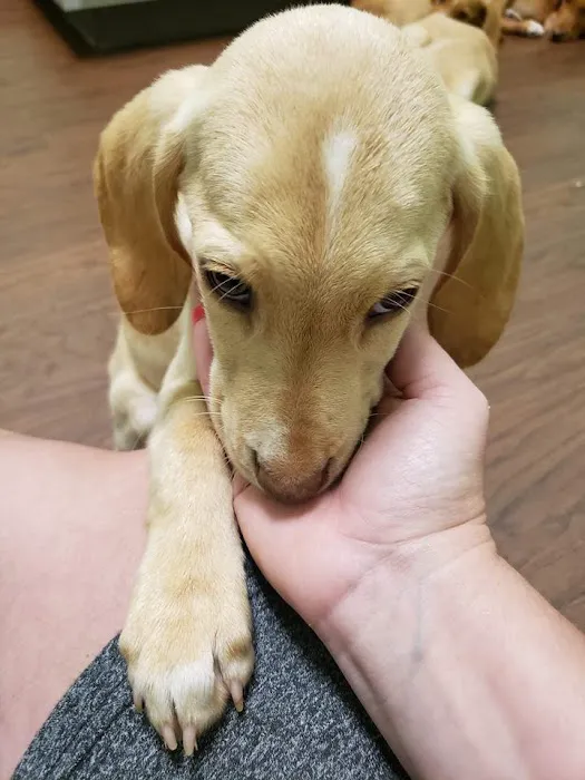 Rivertown Veterinary Emergency - After Hours Animal Clinic Picture 4