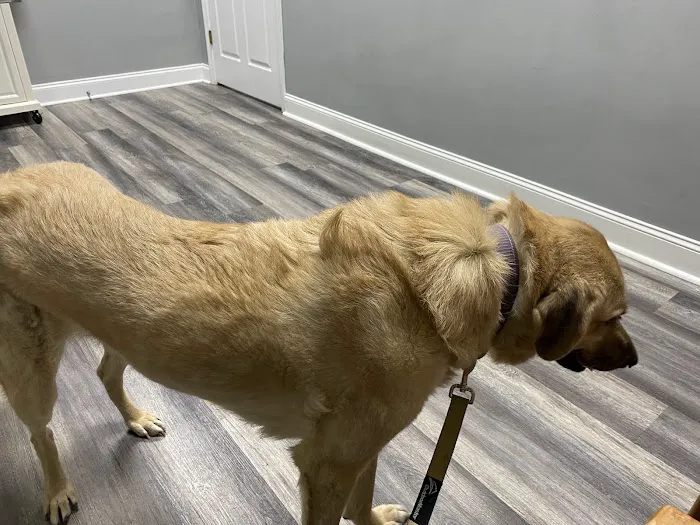 Rivertown Veterinary Emergency - After Hours Animal Clinic Picture 9