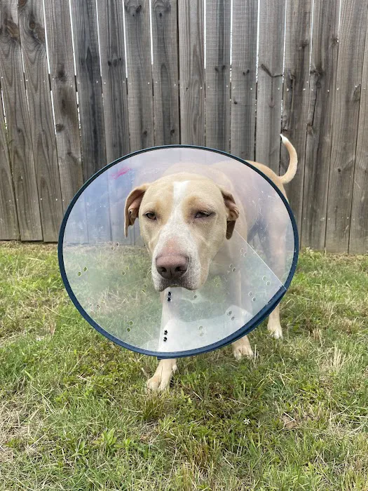 Rivertown Veterinary Emergency - After Hours Animal Clinic Picture 5