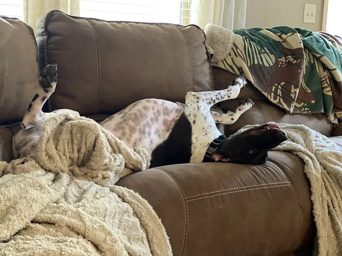 Rivertown Veterinary Emergency - After Hours Animal Clinic Picture 6