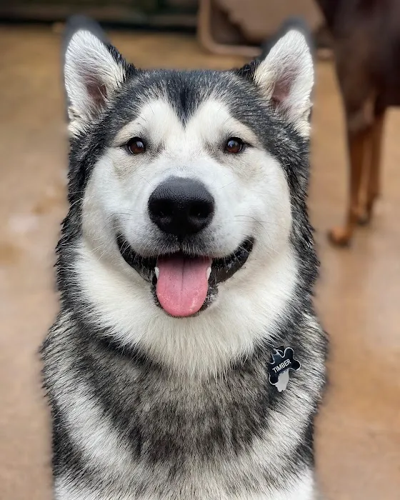 Rivertown Veterinary Emergency - After Hours Animal Clinic Picture 7