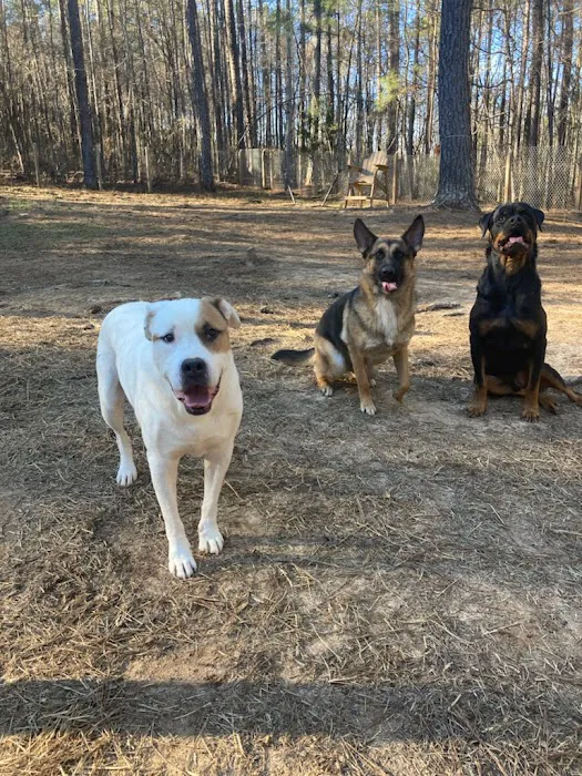 Double Churches Animal Clinic Picture 1
