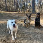 Double Churches Animal Clinic