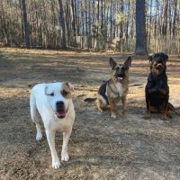 Double Churches Animal Clinic ico