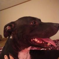 Dr. JoAnn Perrella ico