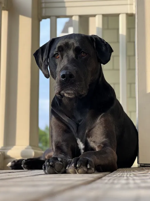 Columbus Veterinary Medical Center Picture 3