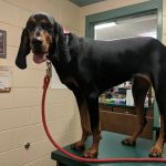 Columbus Veterinary Medical Center