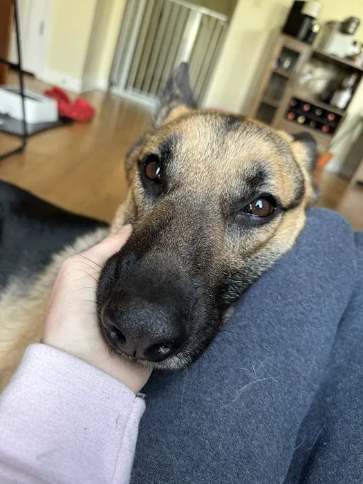 Columbus Veterinary Medical Center Picture 6