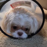 Weems Road Animal Hospital ico