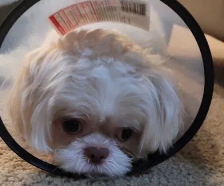 Weems Road Animal Hospital