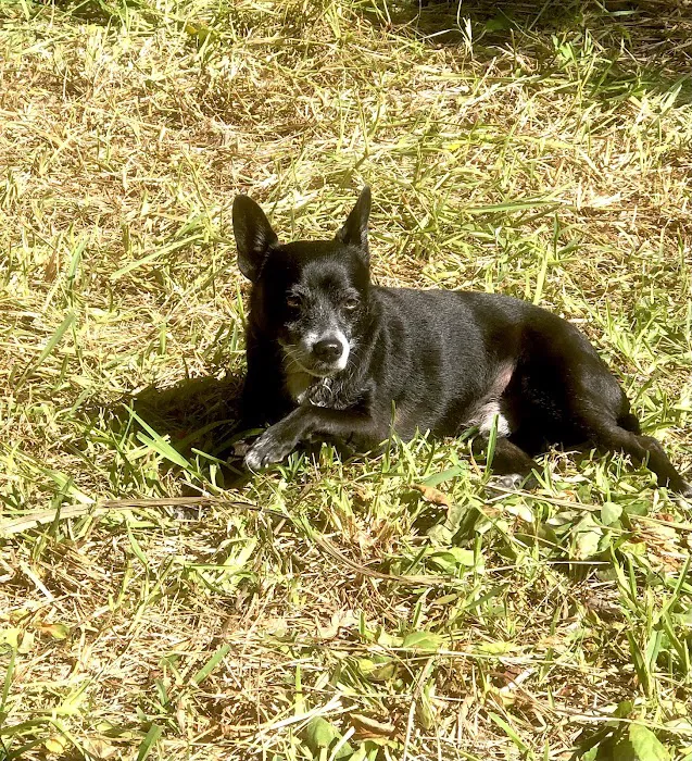 Weems Road Animal Hospital Picture 4