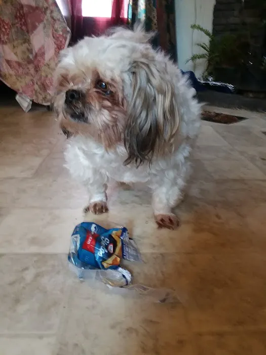 Cox Veterinary Hospital PC Picture 3