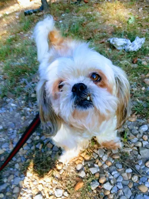 Cox Veterinary Hospital PC Picture 1