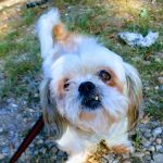 Cox Veterinary Hospital PC