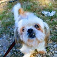 Cox Veterinary Hospital PC ico