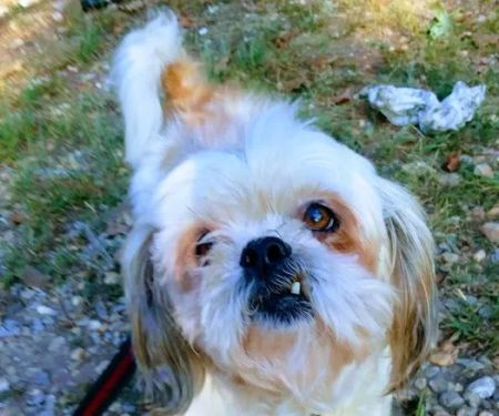 Cox Veterinary Hospital PC