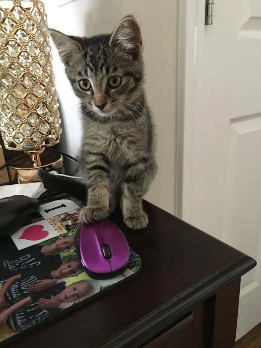 Cox Veterinary Hospital PC Picture 6