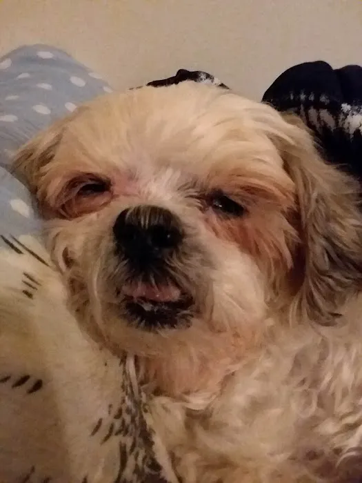 Cox Veterinary Hospital PC Picture 5