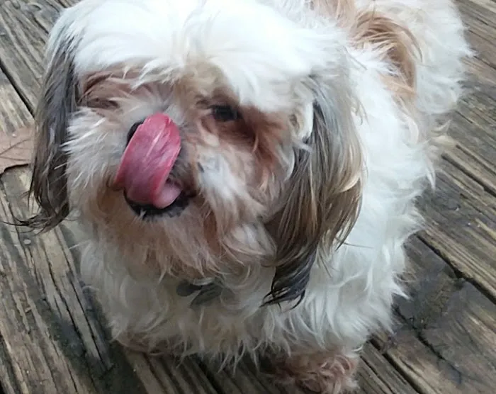 Cox Veterinary Hospital PC Picture 2