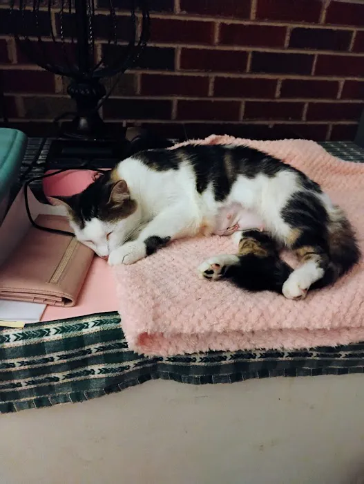 Cox Veterinary Hospital PC Picture 8