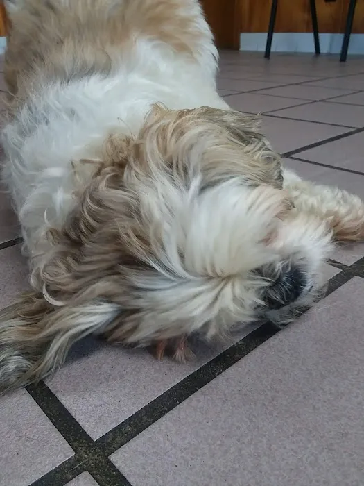 Cox Veterinary Hospital PC Picture 7