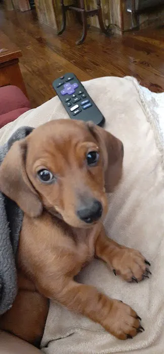 Healing Paws Veterinary Hospital Picture 1