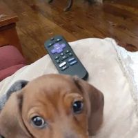 Healing Paws Veterinary Hospital ico