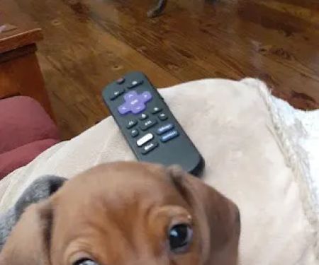 Healing Paws Veterinary Hospital