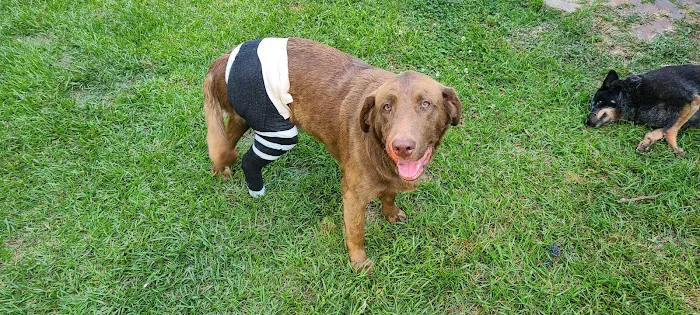 Healing Paws Veterinary Hospital Picture 4