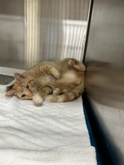 Healing Paws Veterinary Hospital Picture 5